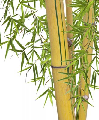 Fotobehang Gele bamboe met groene bladeren
