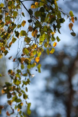 Fotobehang Gele berkenbladeren in de herfst