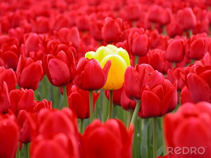 Fotobehang Gele bloem tussen rode bloemen