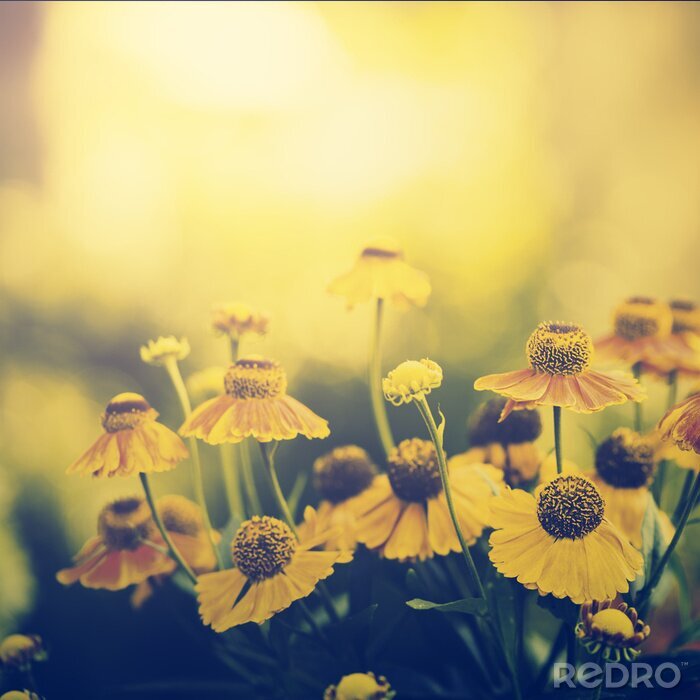 Fotobehang Gele bloemen in de ondergaande zon