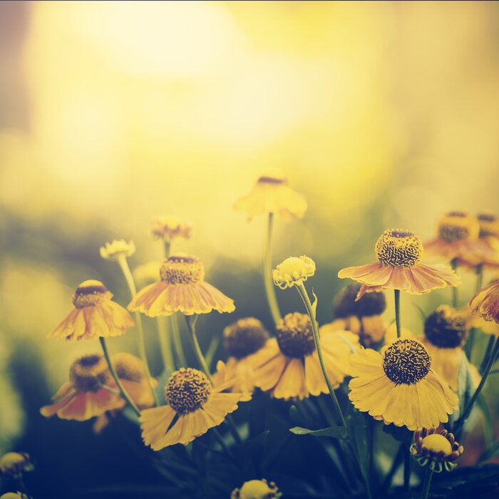 Fotobehang Gele bloemen in de ondergaande zon