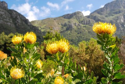 Gele bloemen op de achtergrond van de bergen