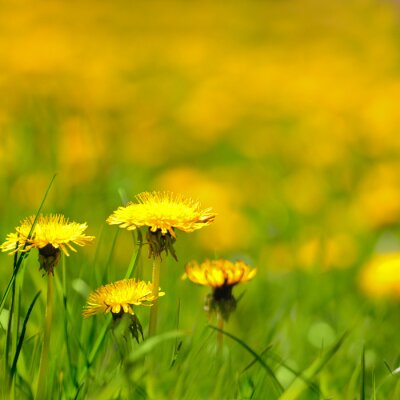 Gele bloemen tussen het gras