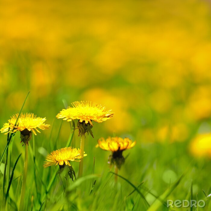 Fotobehang Gele bloemen tussen het gras