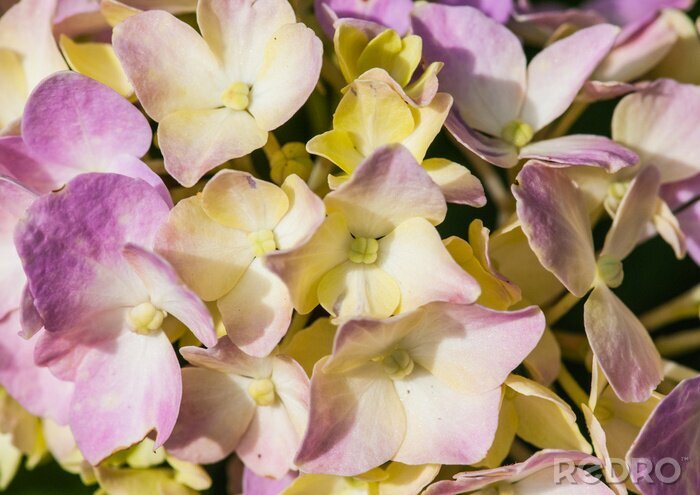 Fotobehang Gele en paarse bloemen