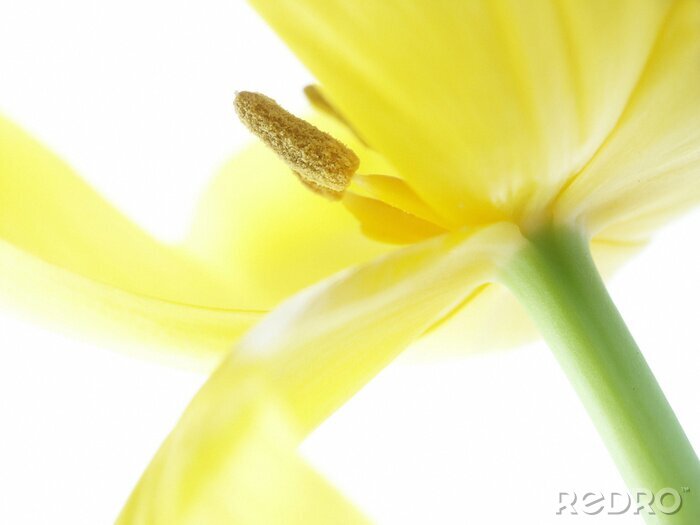 Fotobehang Gele macro bloem