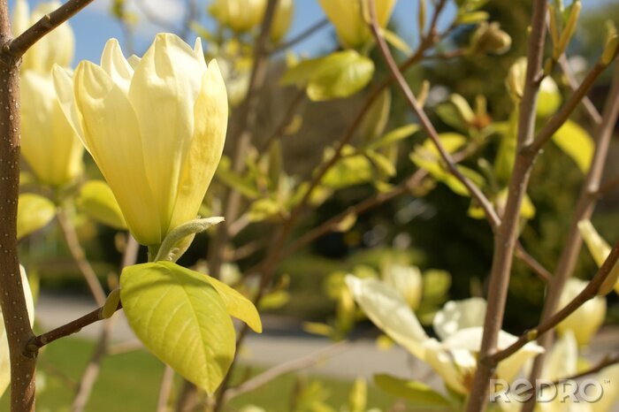 Fotobehang Gele magnolia aan een boom