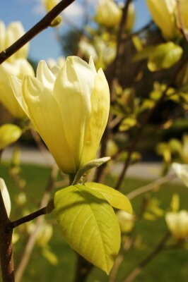 Fotobehang Gele magnolia in close-up