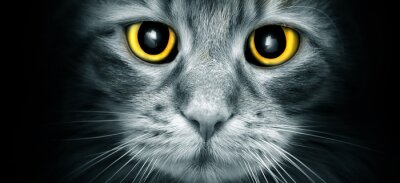 Fotobehang Gele ogen van een kat