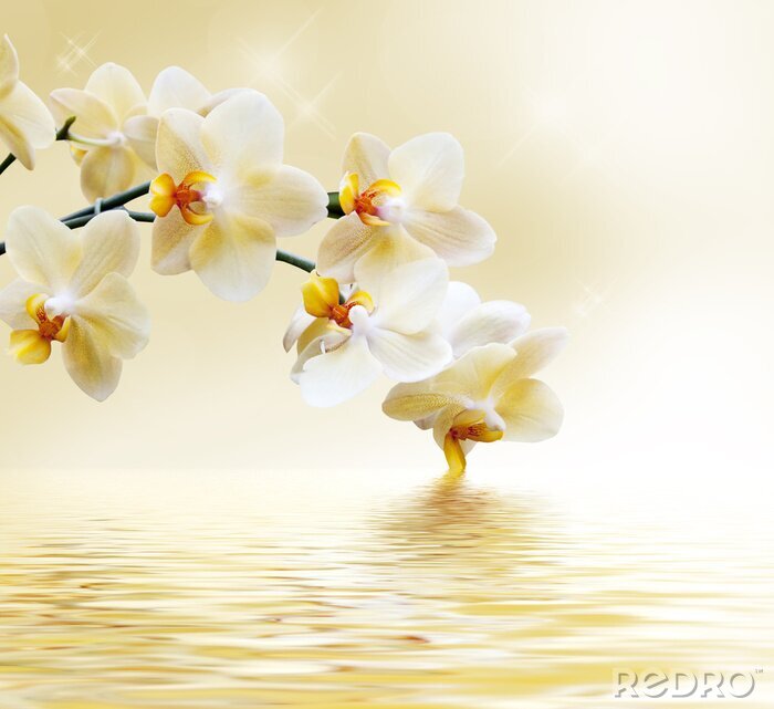 Fotobehang Gele orchidee aan het water