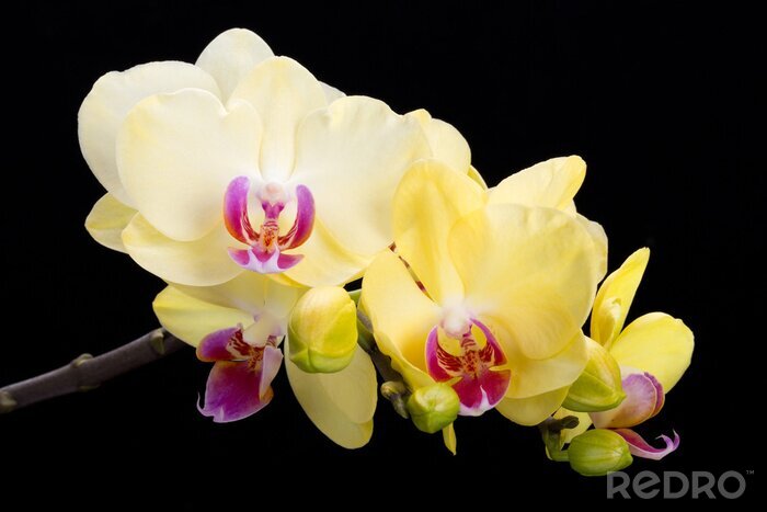 Fotobehang Gele orchidee in 3D op zwarte achtergrond
