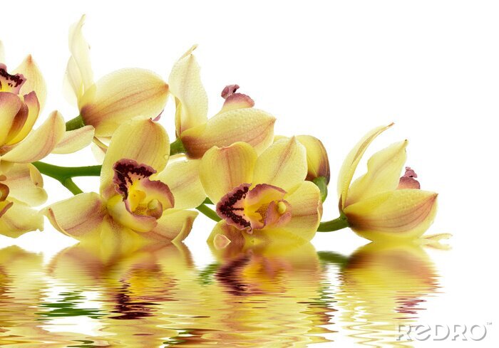Fotobehang Gele orchidee op het water