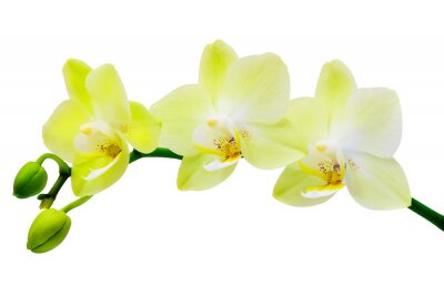Fotobehang Gele orchidee op lichte achtergrond