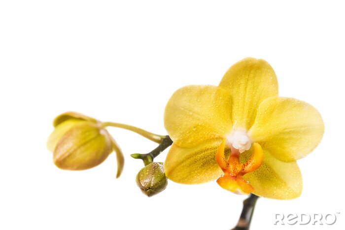 Fotobehang Gele orchideeën met knoppen
