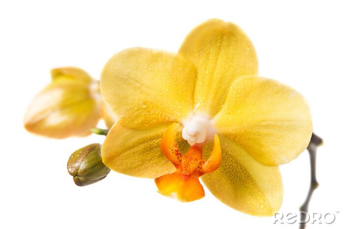 Fotobehang Gele orchideeënhoofdjes
