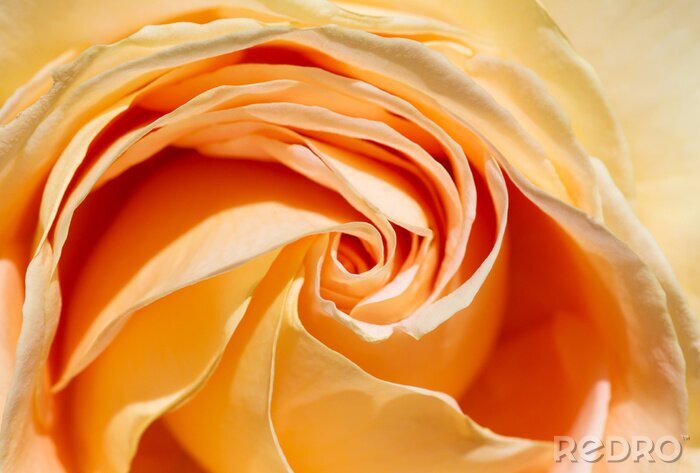 Fotobehang Gele roos in de zon