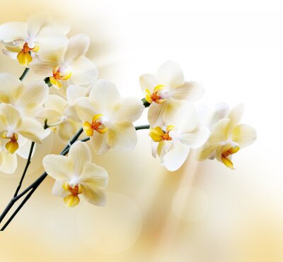 Fotobehang Gele takken van orchideeën op roomkleurige achtergrond