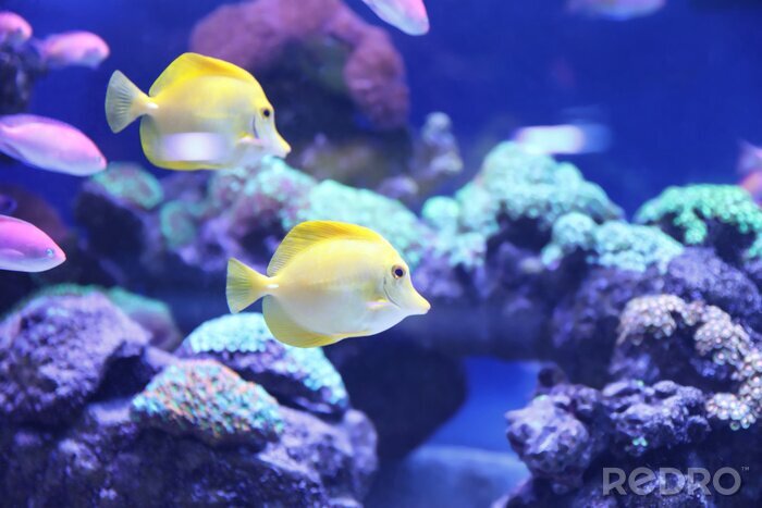 Fotobehang Gele tropische vis