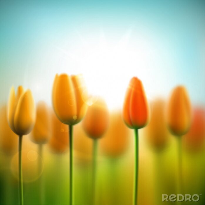 Fotobehang Gele tulpen tegen de lucht