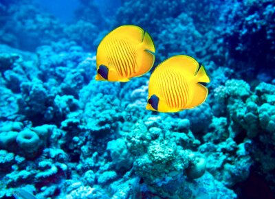 Fotobehang Gele vissen en koraalrif