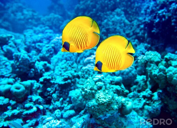 Fotobehang Gele vissen en koraalrif