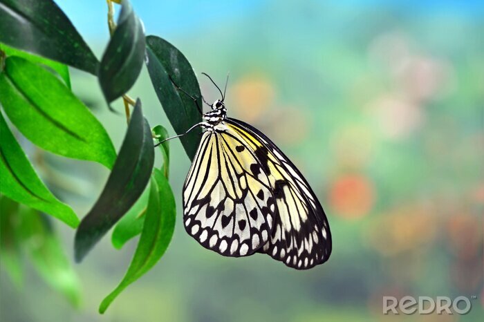 Fotobehang Gele vlinder op een blad