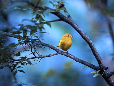 Fotobehang Gele vogel op een blauwe hemelachtergrond
