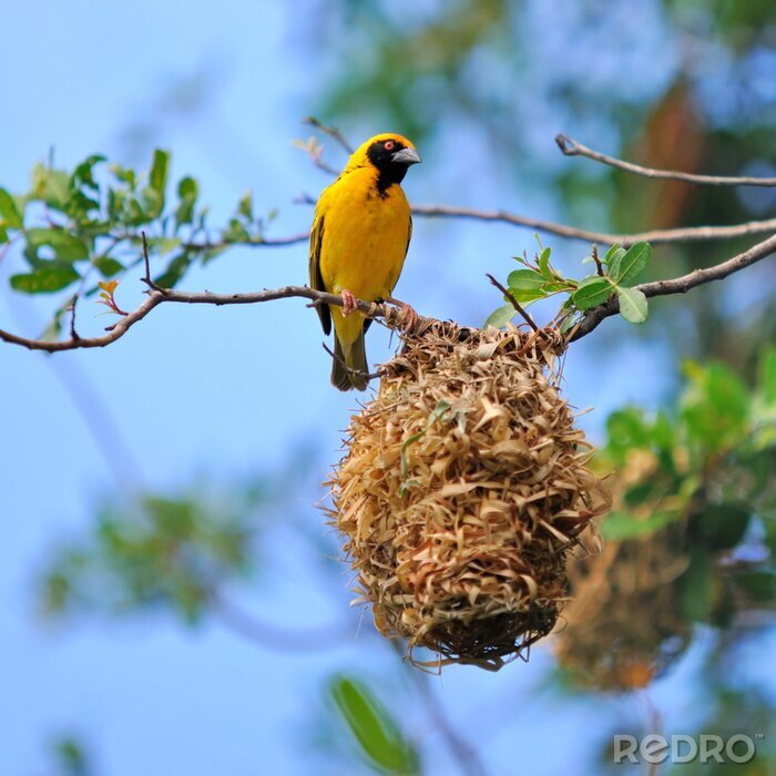 Fotobehang Gele vogel op het nest