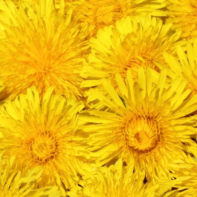 Fotobehang Gele zonnebloemen
