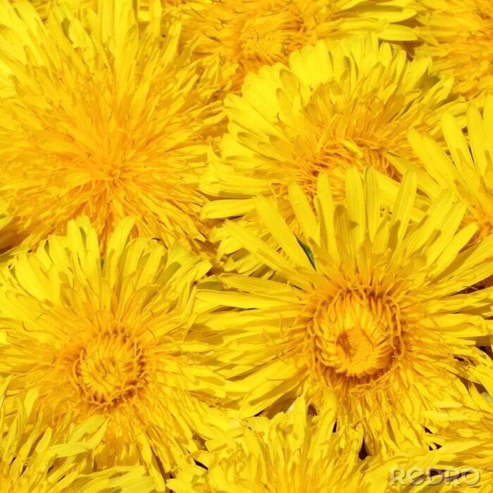 Fotobehang Gele zonnebloemen