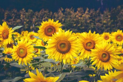 Fotobehang Gele zonnebloemen op een donkere achtergrond