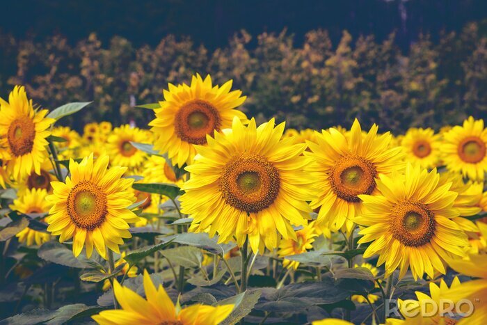 Fotobehang Gele zonnebloemen op een donkere achtergrond
