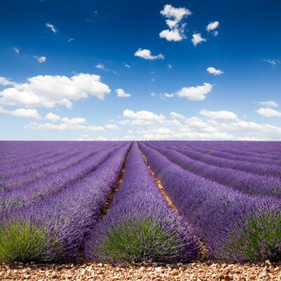 Fotobehang Gelijkmatige rijen van lavendel zaailingen