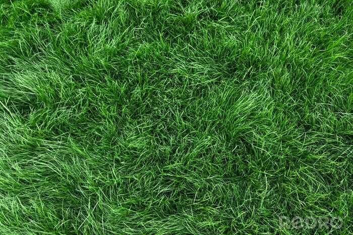 Fotobehang Gemaaid groen gras