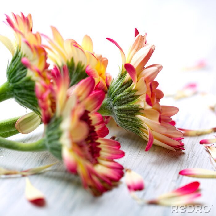 Fotobehang Gerbera