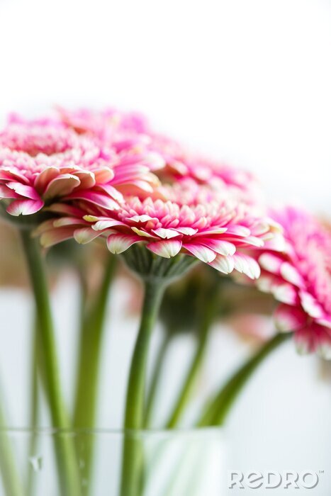 Fotobehang Gerbera Bloemen in een Vaas van het Glas