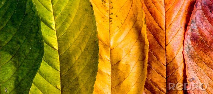 Fotobehang Geschikte herfstbladeren