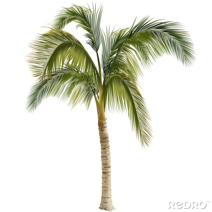 Fotobehang Geschilderde palmboom