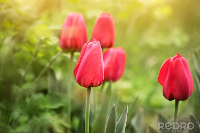 Fotobehang Gesloten rode tulpen