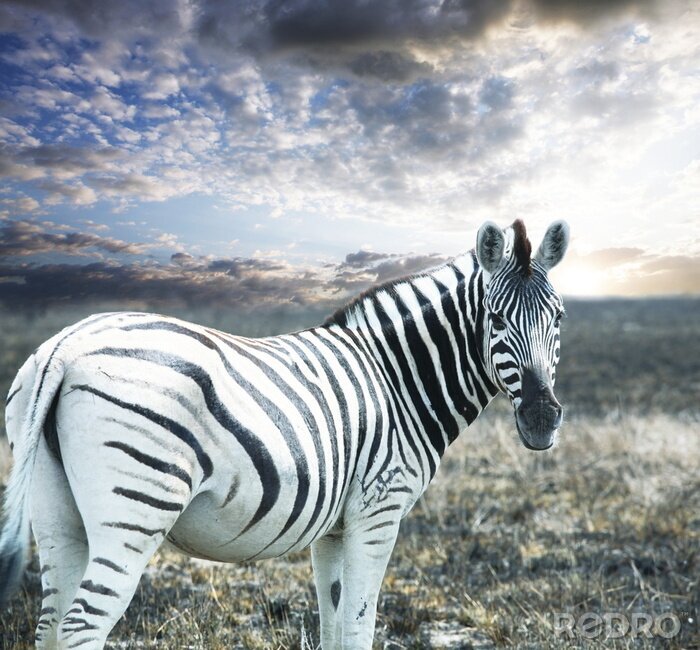 Fotobehang Gestreept zebra dier