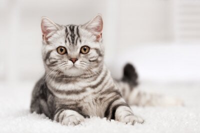 Fotobehang Gestreepte kat op een tapijt