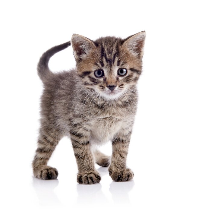 Fotobehang Gestreepte kat op heldere achtergrond