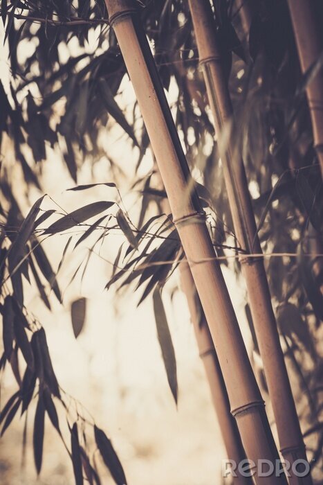 Fotobehang Getinte foto van een bamboeplant