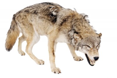 Fotobehang Gevaarlijke wolf op de witte achtergrond