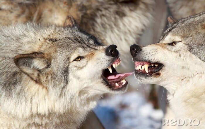 Fotobehang Gevaarlijke wolven die hoektanden laten zien
