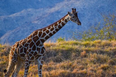 Fotobehang Gevlekt dier op een achtergrond van safari