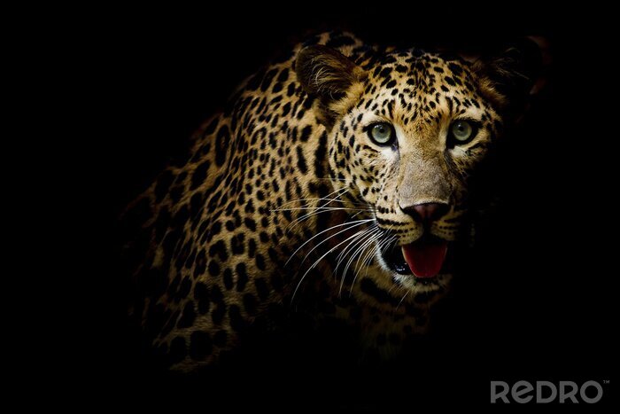 Fotobehang Gevlekt luipaard op de donkere achtergrond