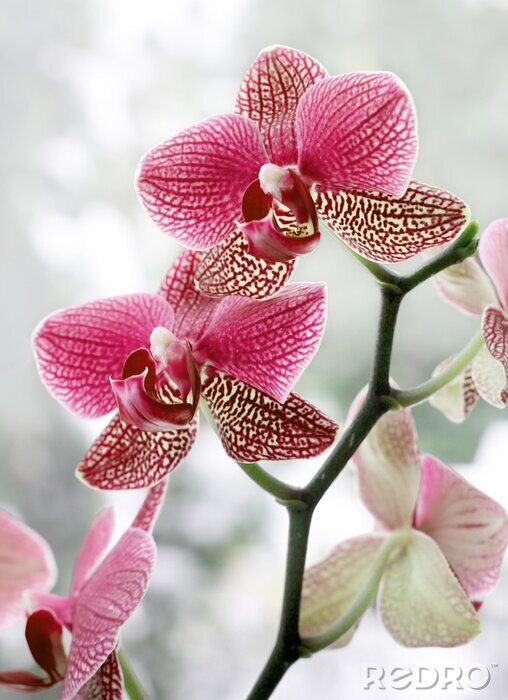 Fotobehang Gevlekte bloem