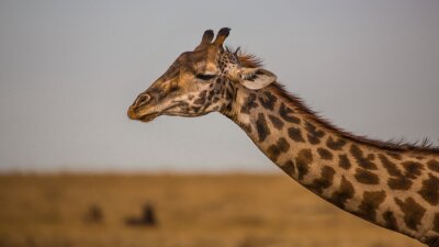 Fotobehang Gevlekte giraf op de achtergrond van de lucht