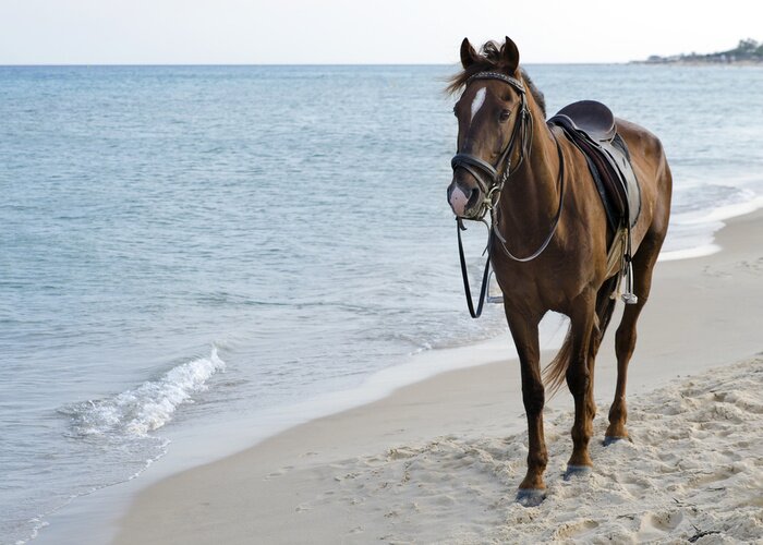 Fotobehang Gezadeld paard op een strand